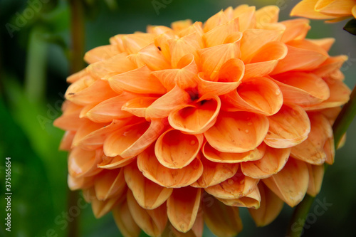lush orange garden Dahlia flower close up
