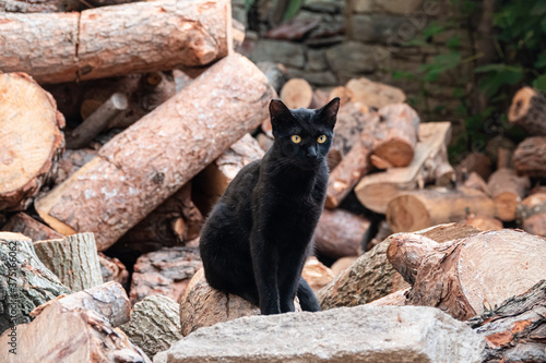 Canvas Print Cat waiting among rocks and wood chips.