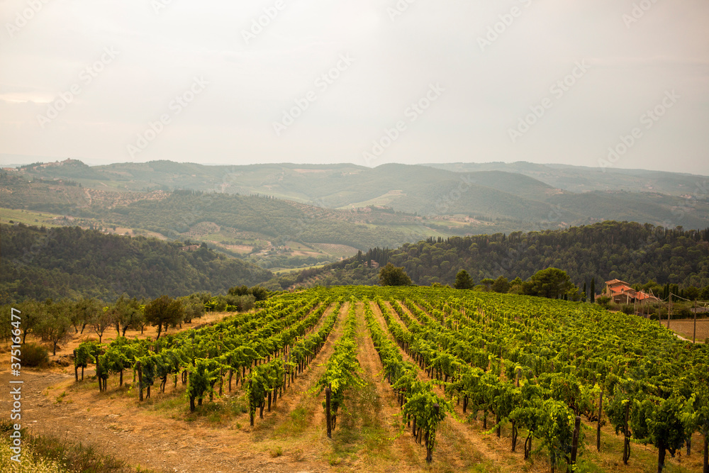 Wine vineyard in Tuscany, Italy