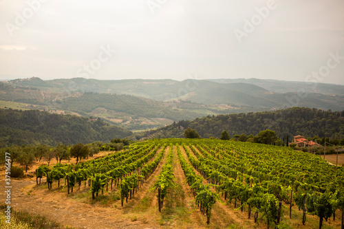 Wine vineyard in Tuscany  Italy