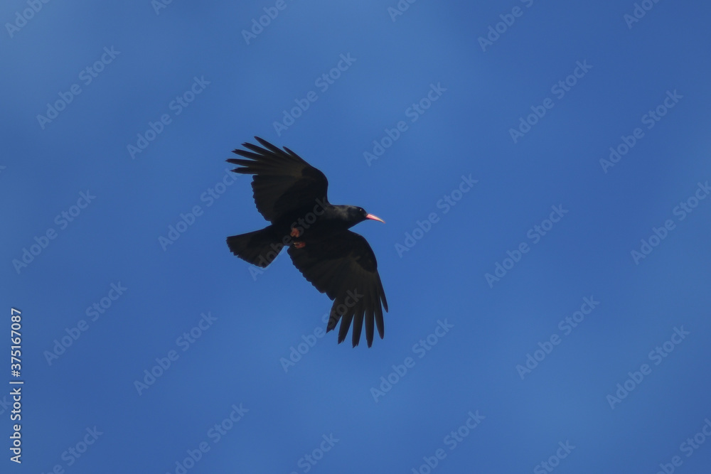 Fototapeta premium gracchio corallino (Pyrrhocorax pyrrhocorax) in volo,silhouette su sfondo cielo blu