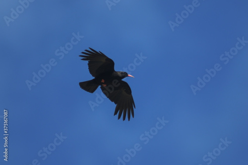 gracchio corallino (Pyrrhocorax pyrrhocorax) in volo,silhouette su sfondo cielo blu