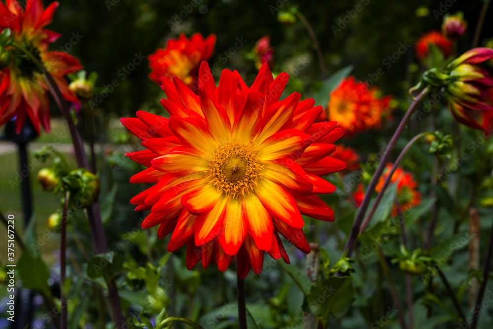 The dahlia (name, Hapet Vulcano) in the dahlia garden Baden Baden near the lichtentaler alley. Baden Baden, Baden Württemberg, Germany The dahlia (name, Hapet Vulcano) in the dahlia garden Baden Baden near the lichtentaler alley. Baden Baden, Baden Württemberg, Germany