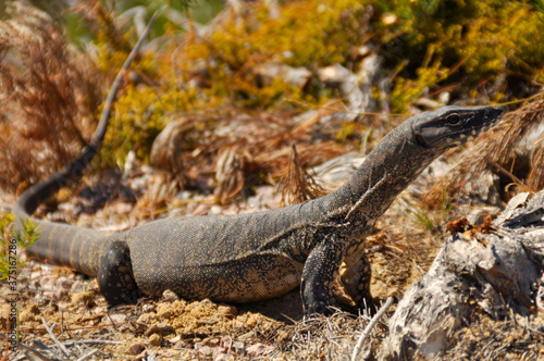 A Yellow spotted Monitor goanna. 