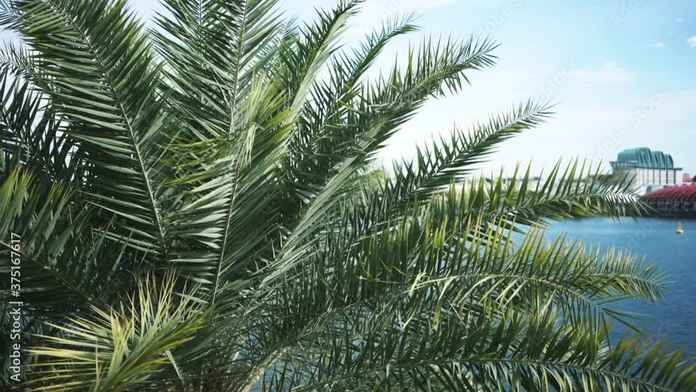 A resort surfaces behind a palm tree after a horizontal left to right panning shot, in Sentosa Singapore A resort surfaces behind a palm tree after a horizontal left to right panning shot, in Sentosa Singapore