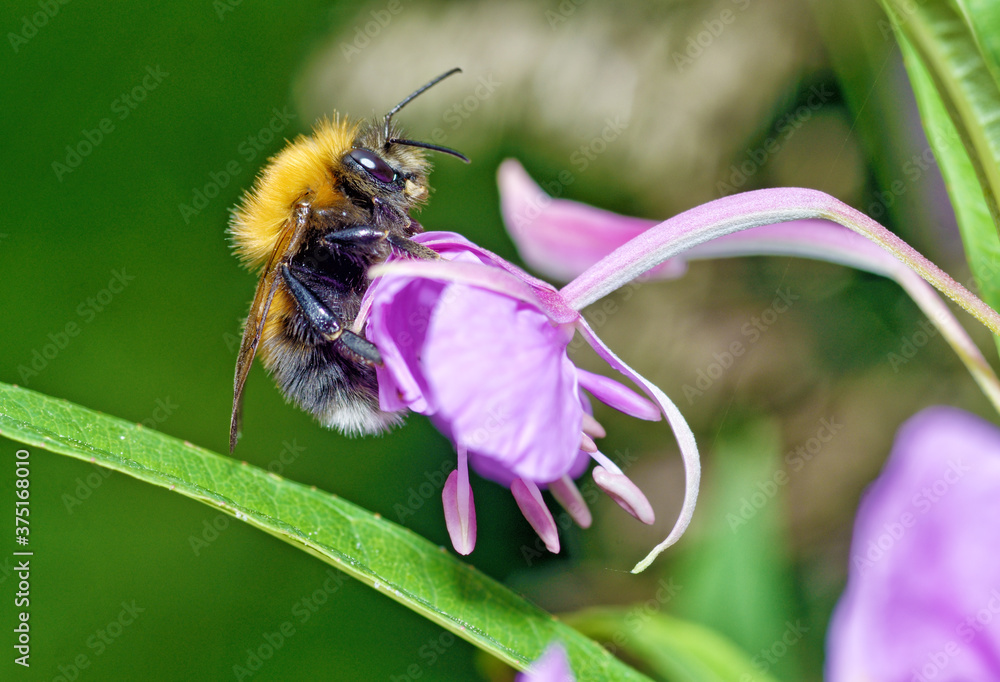 Bumblebee collects nectar from flowers.