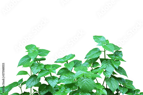 Asystasia gangetica bush on white background. photo