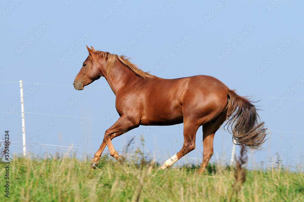 American Quarter Horse auf der Weide American Quarter Horse auf der Weide