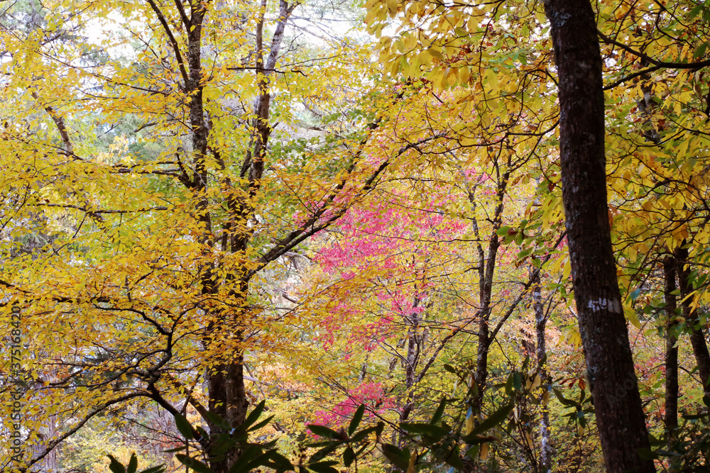 Autumn forest with red and yellow leaves 4 Autumn forest with red and yellow leaves 4