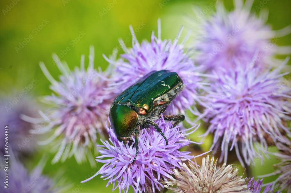 The green beetle collects pollen from the flower.