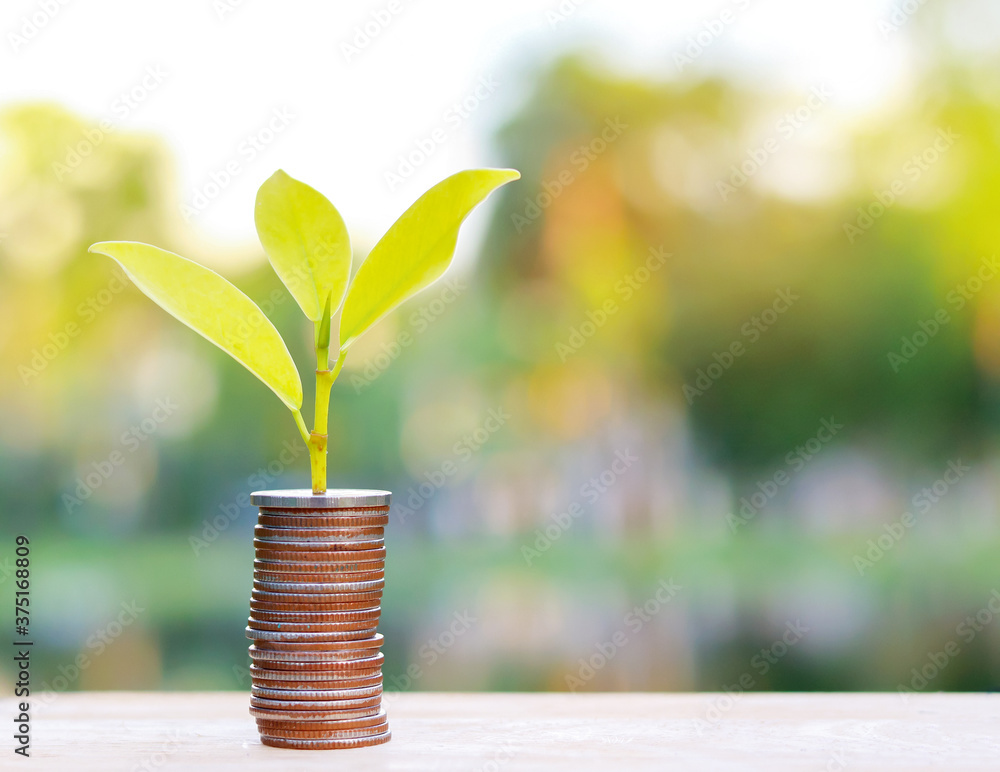 Tree growing from coins on natural background Business and money saving concept Tree growing from coins on natural background Business and money saving concept