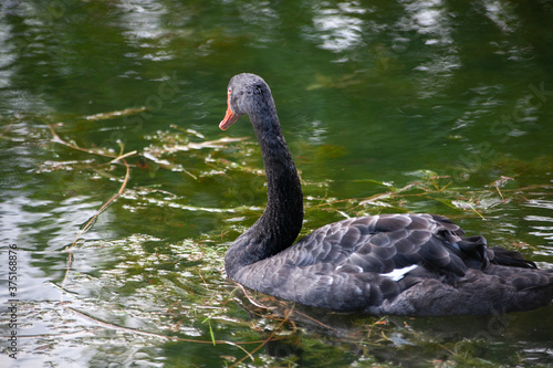 Black swan on the lake.