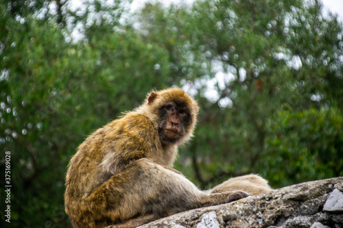 Photo of a wild macaque in Gibraltar up on the rock. Free monkey. 