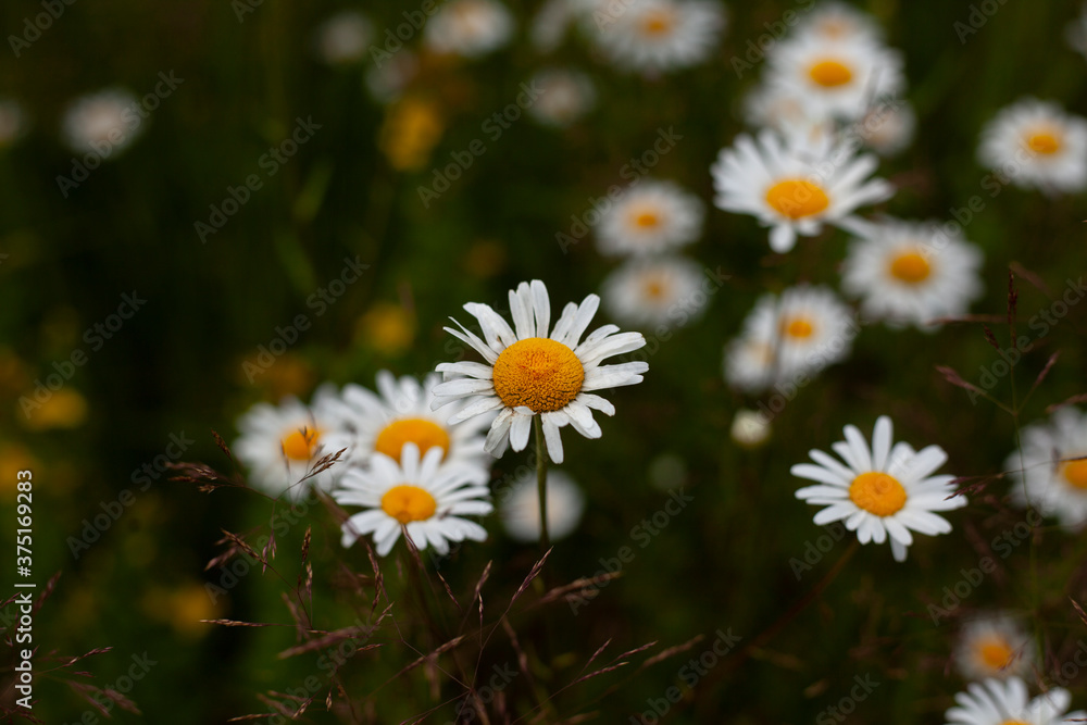 Fototapeta premium Chamomile in summer. Background from daisies in the field.