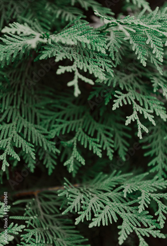 green cypress branches