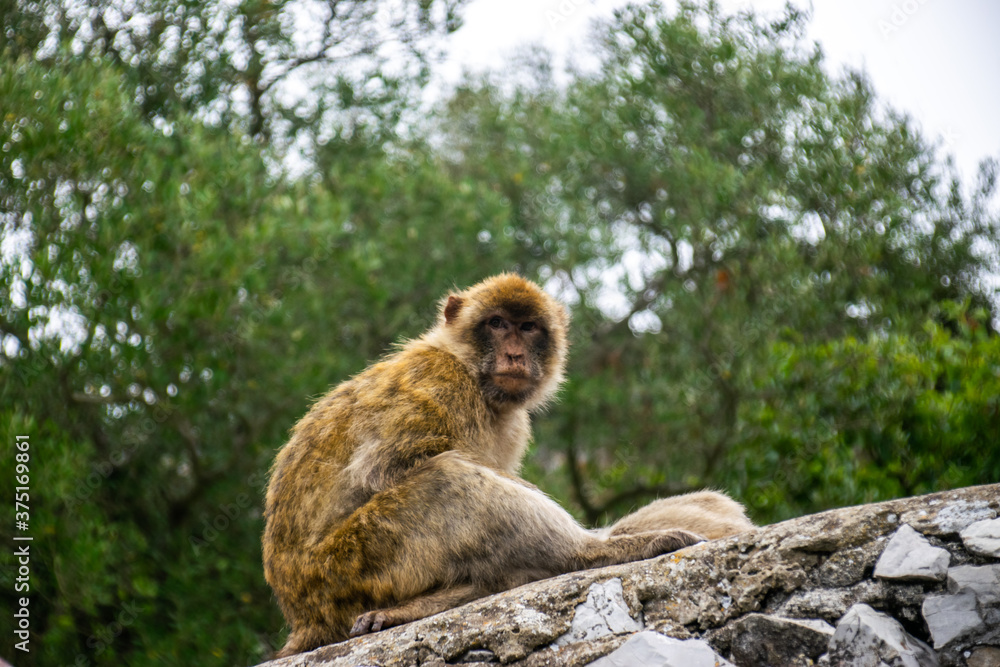 Photo of a wild macaque in Gibraltar up on the rock. Free monkey. 