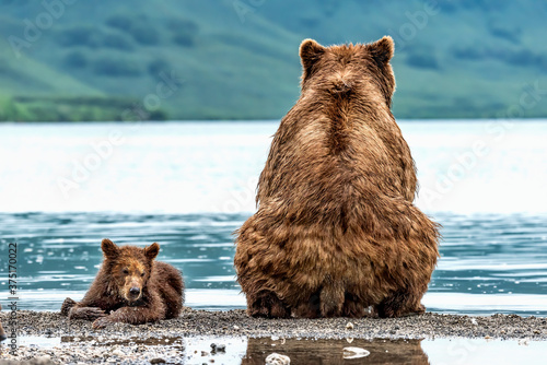 Brown bear on the beach