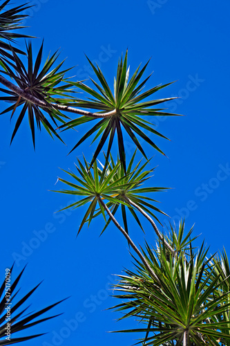 Madagascar Dragon Tree (Dracaena marginata) and blue sky