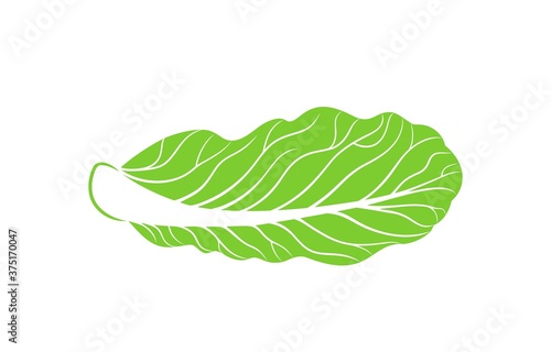 Chinese cabbage logo. Isolated Chinese cabbage on white background