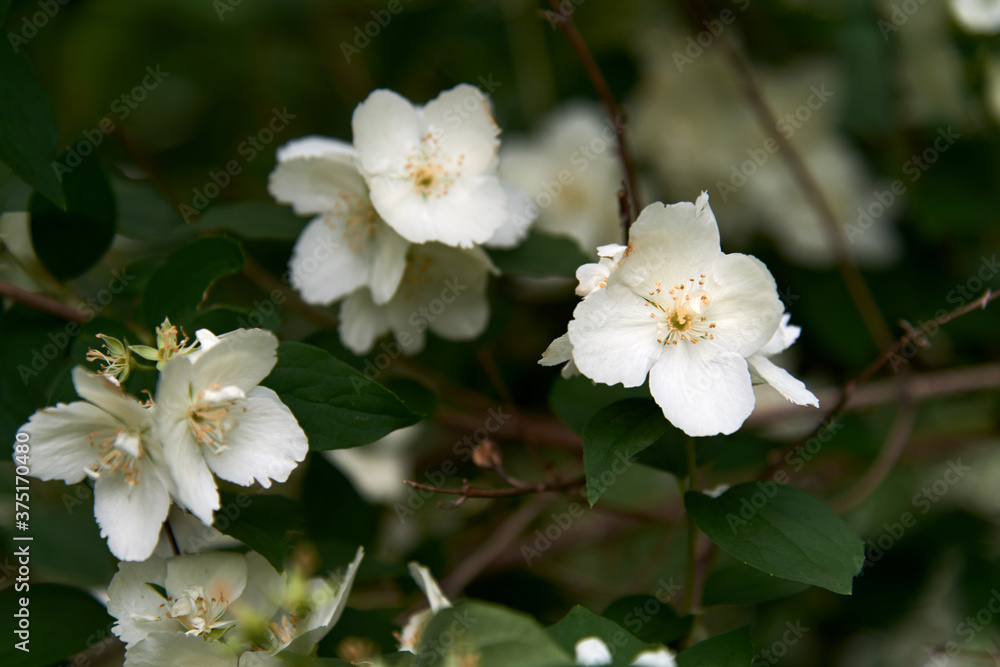 Close up of blooming jasmine bush in the garden. Nature concept. Copy space.