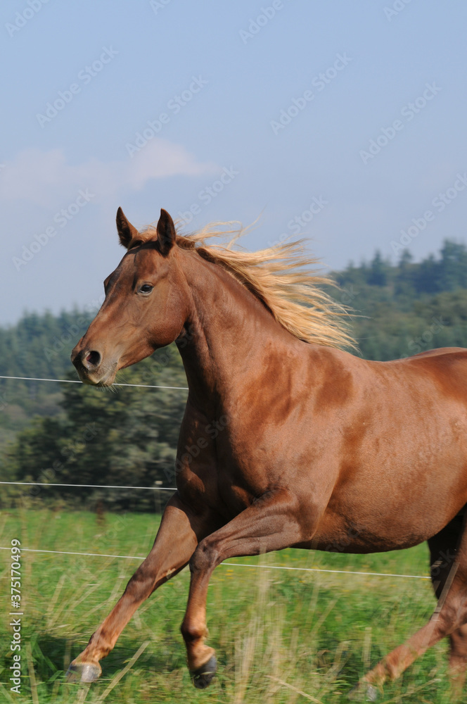 American Quarter Horse auf der Weide American Quarter Horse auf der Weide
