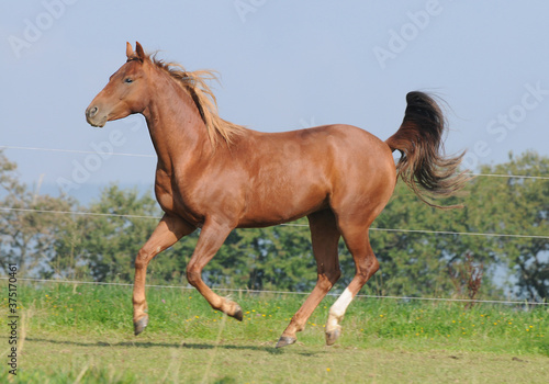 Fototapeta Naklejka Na Ścianę i Meble -  American Quarter Horse auf der Weide