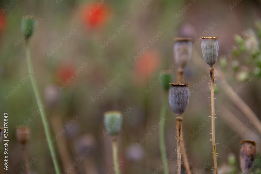 natural background of dried wild poppy plants