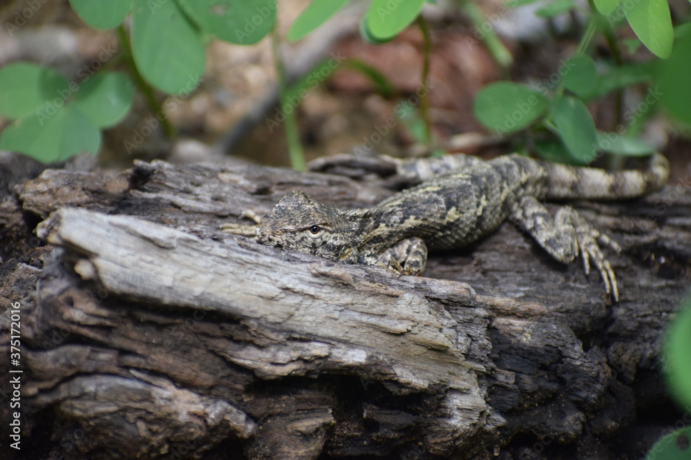 Wild Chameleon Lizard Reptile Wildlife 