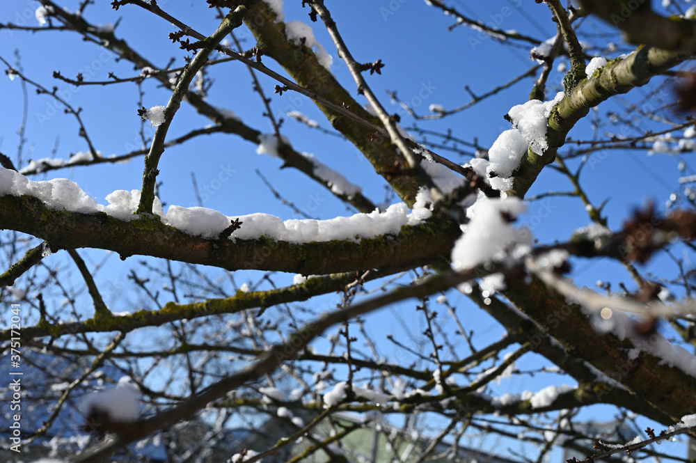 snow on branches melts in sunny weather snow on branches melts in sunny weather
