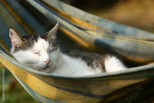 country funny cat outdoor closeup photo relaxing in hummock photo