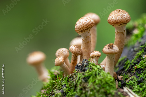 Bunch of Armillaria mellea mushrooms in the autumn forest grows on mossy tree trunk