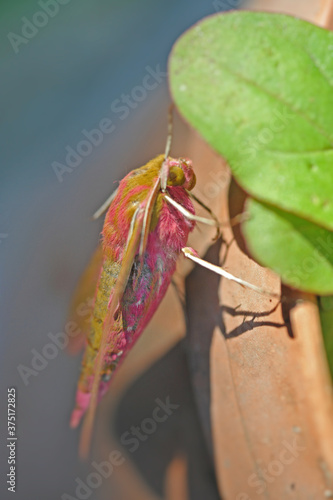 Butterfly Deilephila elpenor (elephant hawk moth) photo