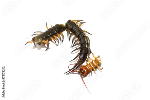 Centipede isolated on white background