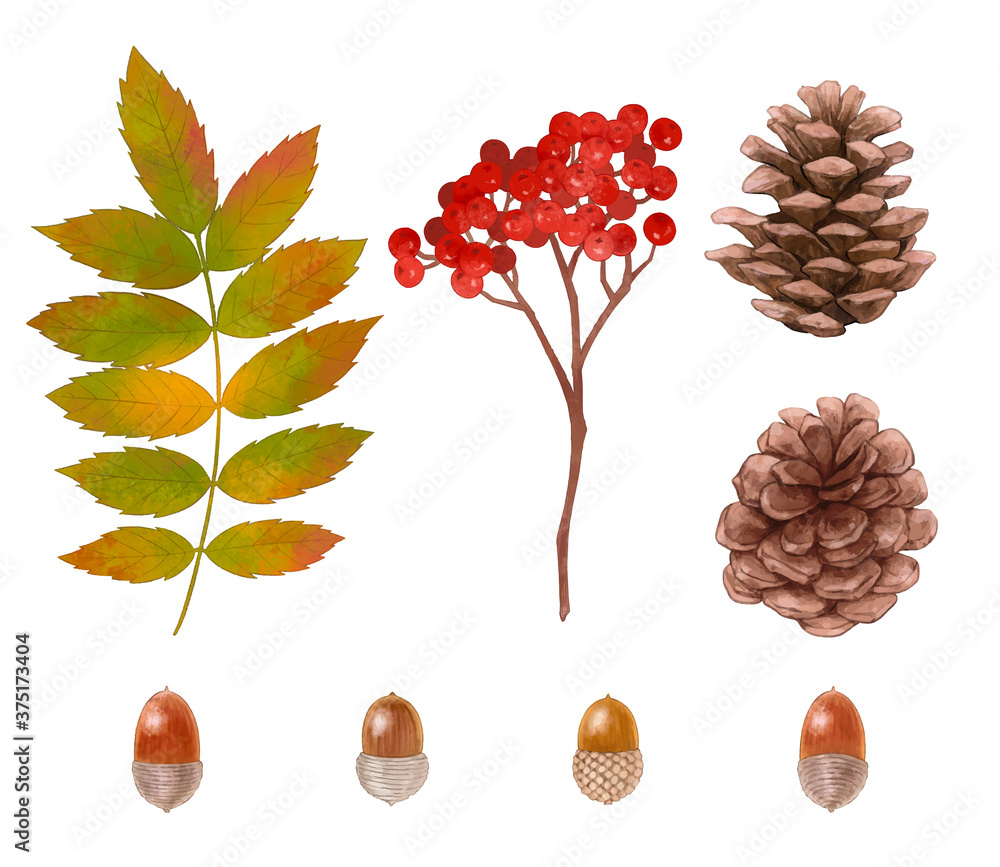 どんぐりと松ぼっくりとナナカマドの秋の水彩風イラスト素材 Stock Vector Adobe Stock
