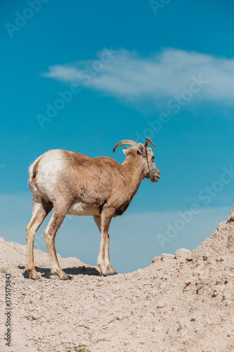 Big Horned Sheep female