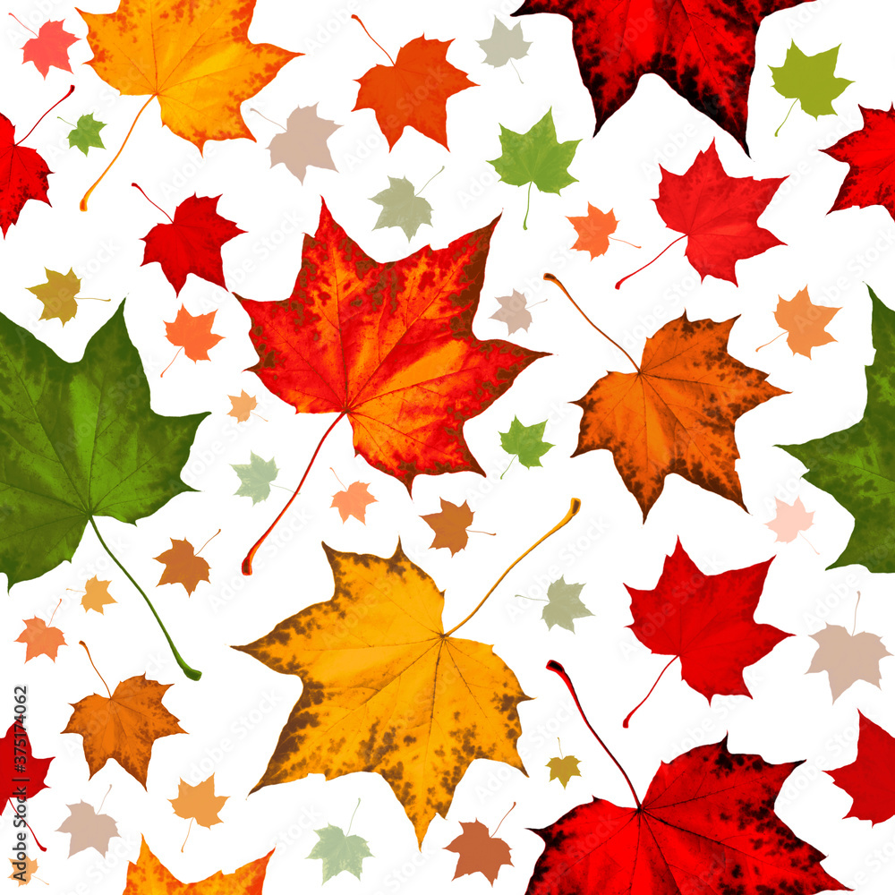 Maple Leaf seamless pattern in orange red green yellow autumn fall leaves. Seamless background pattern with autumn maple leaf. Colorful nature maple leaf pattern simple square. Fall leaves background