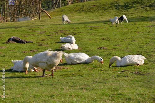 Weiße Pommerngans auf einem Bauernhof	 photo