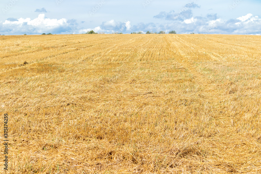 Gold field of wheat after harvest. Mowed wheat fields under beautiful blue sky