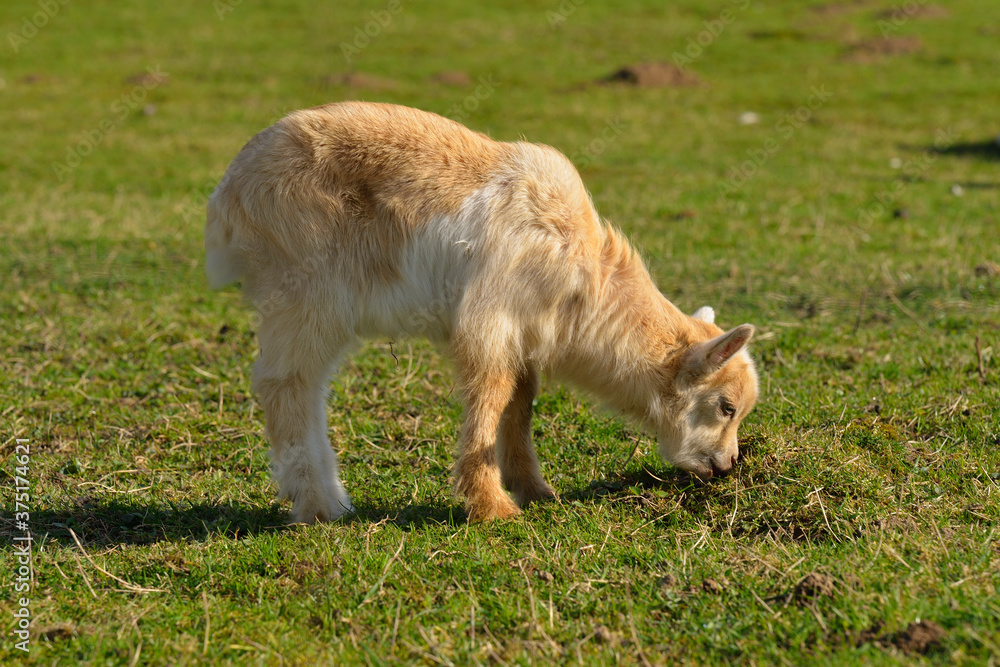 Ziege mit Jungtier im Frühjahr	