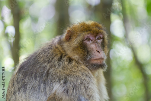 Macaque de Barbarie © SCHAWANN MICHAËL