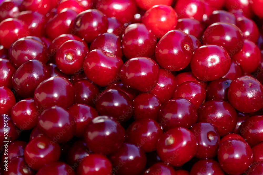Background or texture of freshly picked red cherries. Various shades of red. Natural vitamins. Natural background. Background or texture of freshly picked red cherries. Various shades of red. Natural vitamins. Natural background.