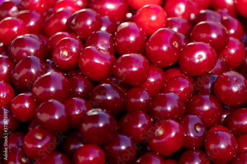 Background or texture of freshly picked red cherries. Various shades of red. Natural vitamins. Natural background.
