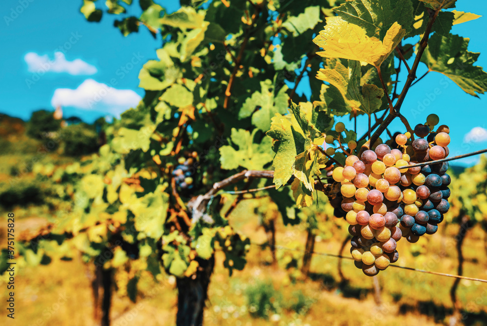 blue grapes in green vineyard landscape blue grapes in green vineyard landscape