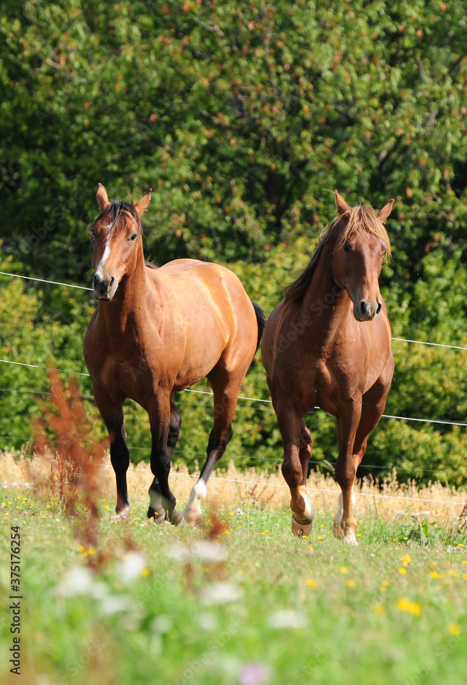 Zweijährige American Quarter Horse Hengste Zweijährige American Quarter Horse Hengste