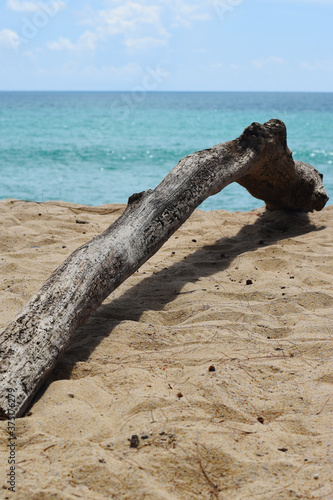 Drift wood logs on sandy beach with sun © nawin