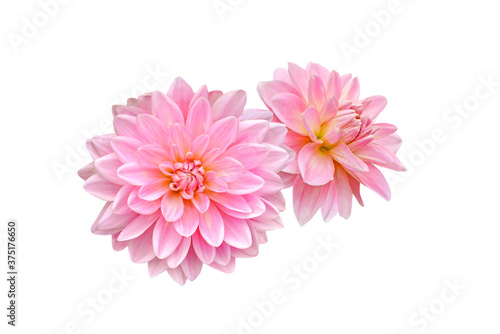 couple of pink dahlia flowers isolated on white