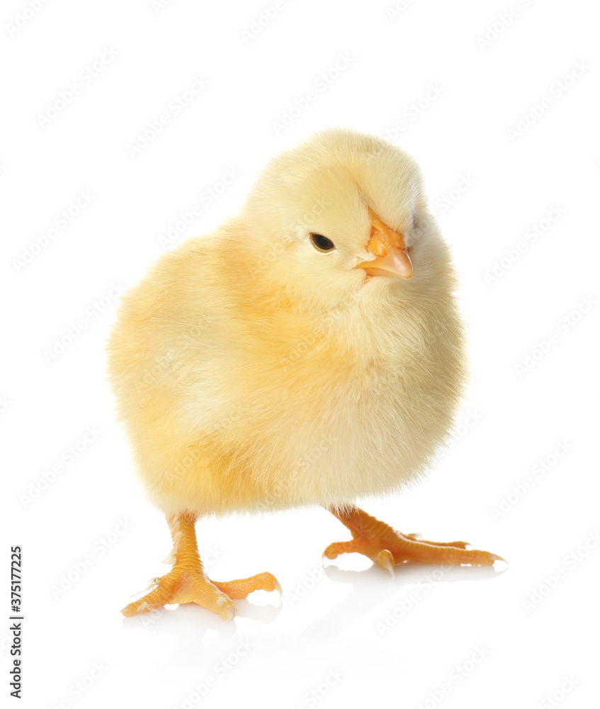 Cute fluffy baby chicken on white background. Farm animal Cute fluffy baby chicken on white background. Farm animal