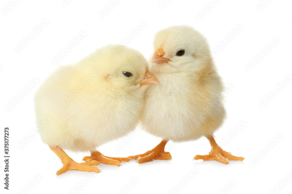 Cute fluffy baby chickens on white background. Farm animals