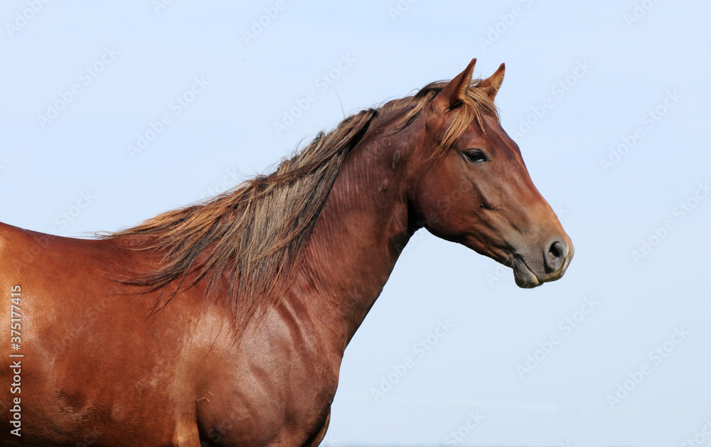 Zweijähriger American Quarter Horse Hengst Zweijähriger American Quarter Horse Hengst