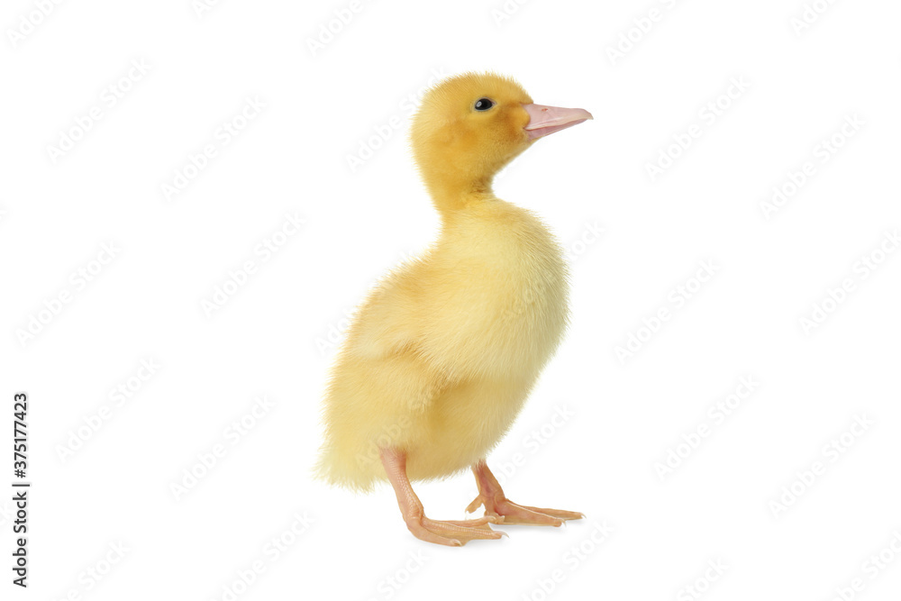 Cute fluffy gosling on white background. Farm animal Cute fluffy gosling on white background. Farm animal